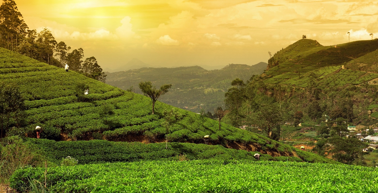 tea gardens